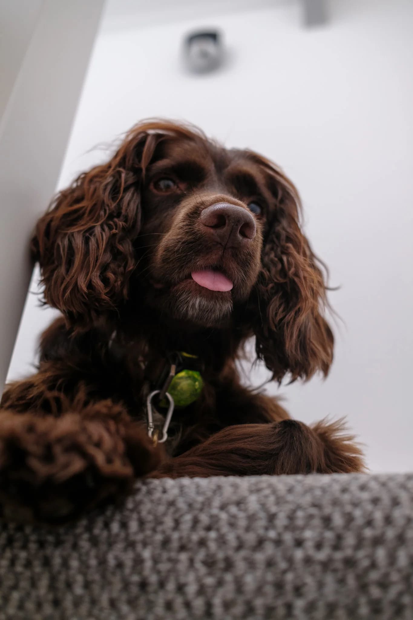 A brown dog with curly fur looks up over a carpeted edge, its pink tongue slightly visible. It wears a collar with a green tag.