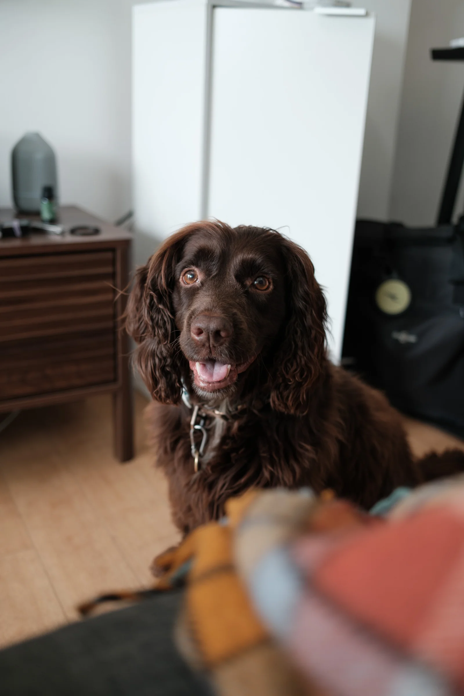 A brown dog with floppy ears and a silver collar sits on a wooden floor. The dog looks directly at the camera with its mouth slightly open.