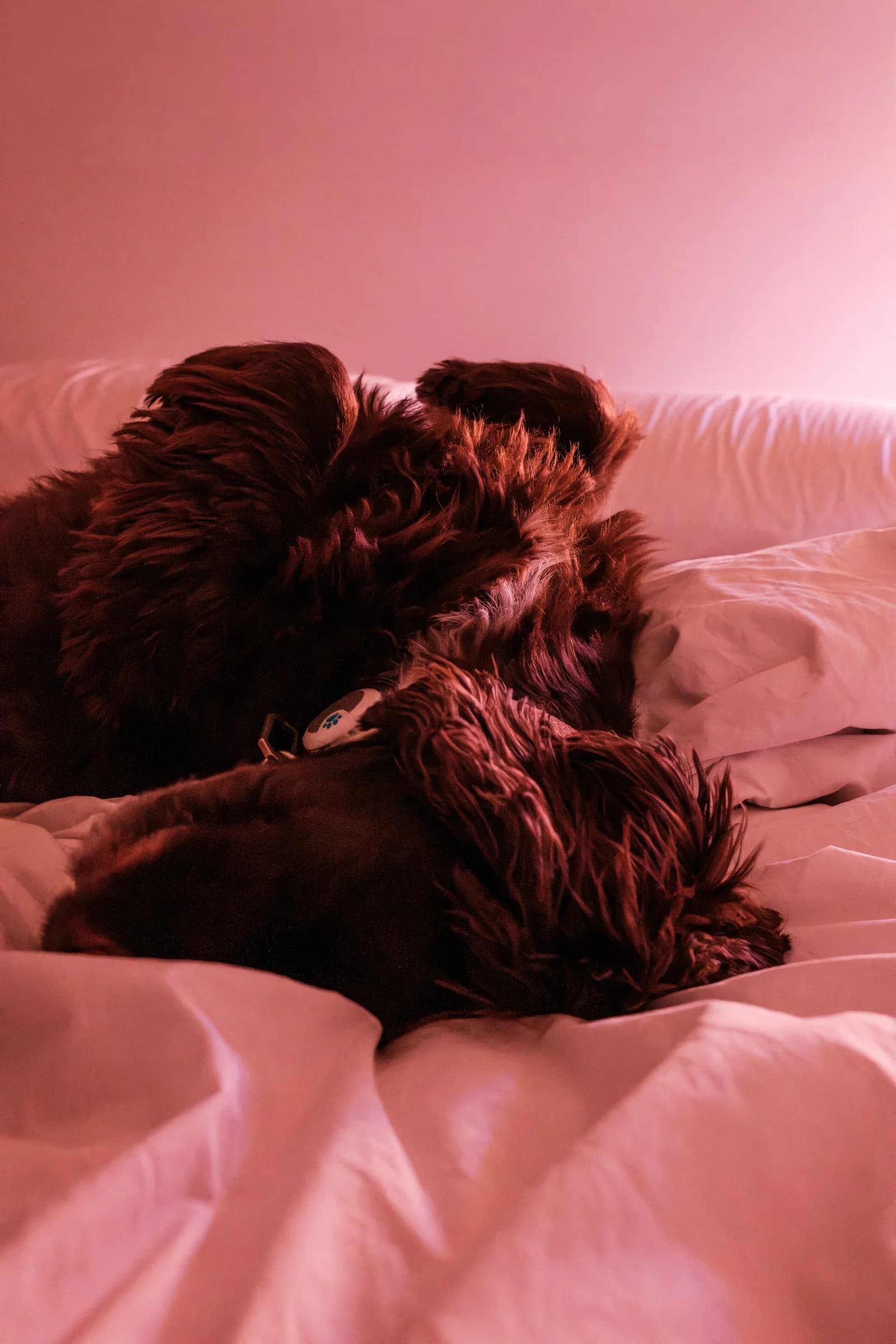 A shaggy brown dog is sleeping soundly on white bed sheets. The bedroom is bathed in a warm, pinkish light.