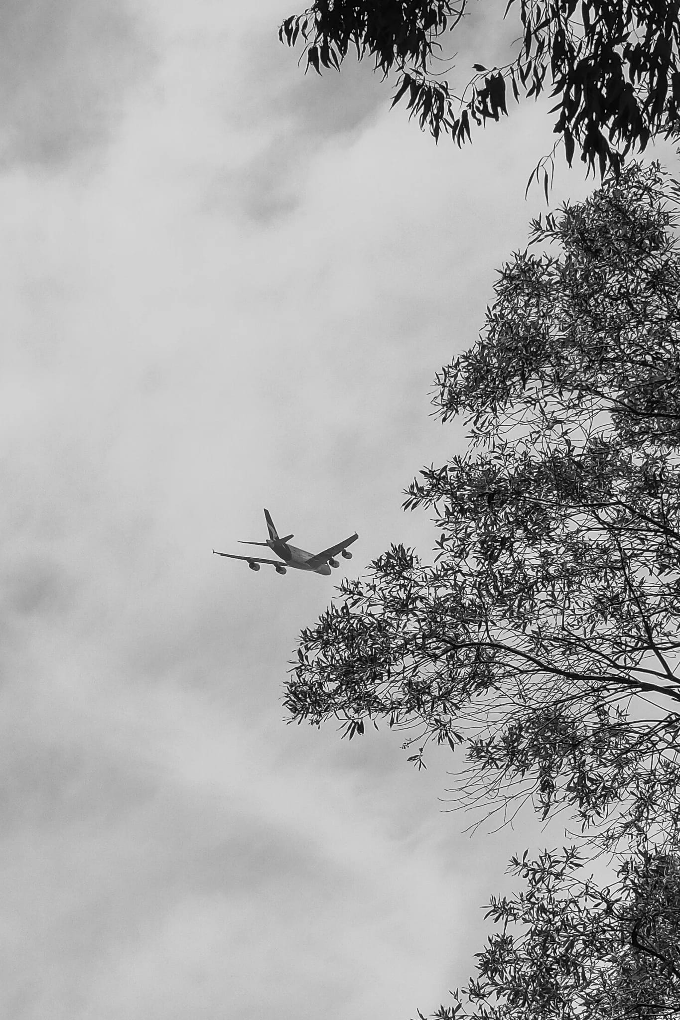 Airplane Framed By Trees