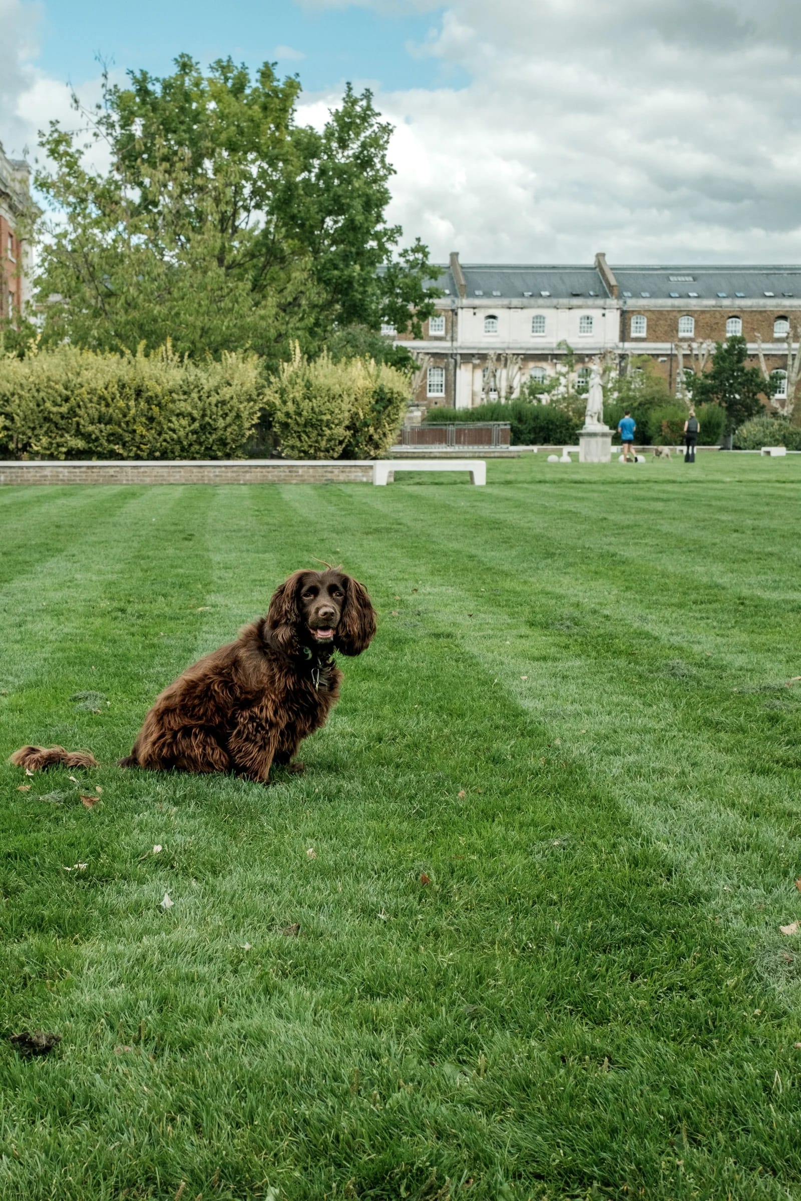 Brown Dog Sits on Green Grass
